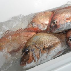 こうゆう丸 釣果