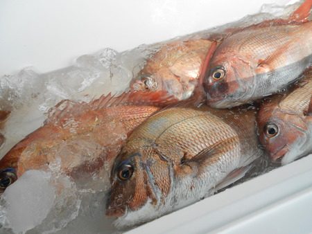 こうゆう丸 釣果