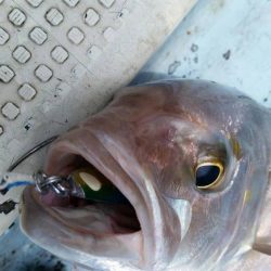 第五慶門丸 釣果