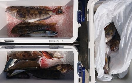 気仙沼　つり丸 釣果