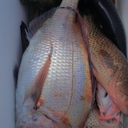 遊漁船 新鋭丸 釣果