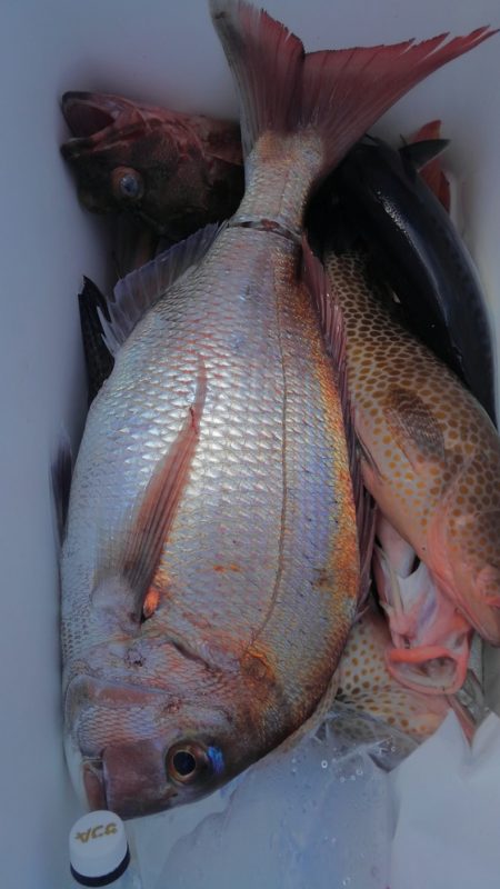 遊漁船 新鋭丸 釣果