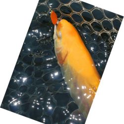 小菅トラウトガーデン 釣果