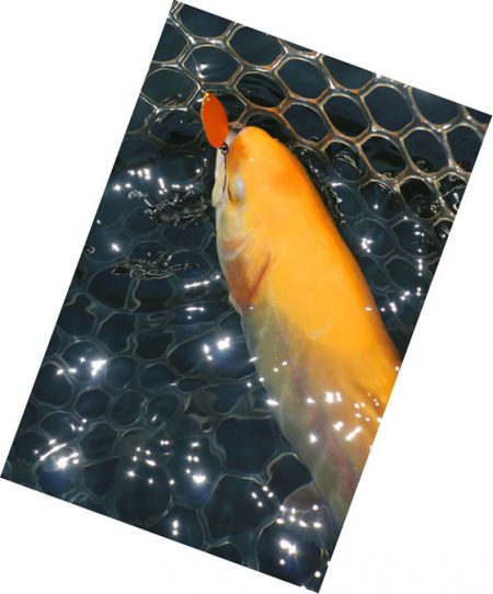 小菅トラウトガーデン 釣果