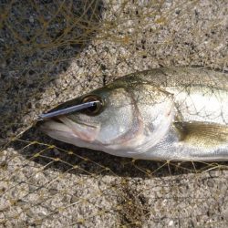 岸壁際のマイクロジギング