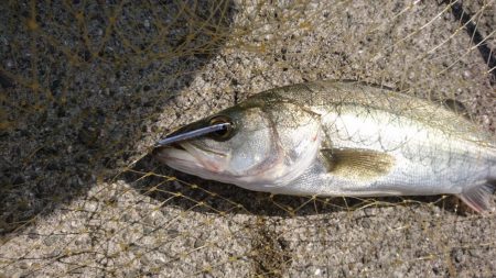 岸壁際のマイクロジギング