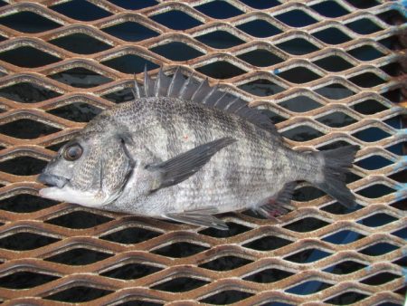 オリジナルメーカー海づり公園(市原市海づり…