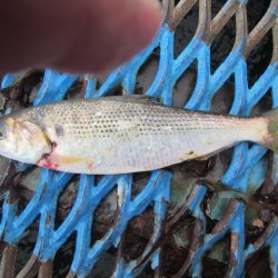 オリジナルメーカー海づり公園(市原市海づり施設) 釣果