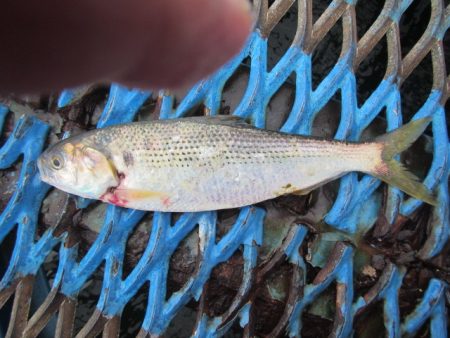 オリジナルメーカー海づり公園(市原市海づり施設) 釣果
