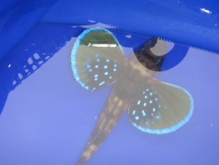 オリジナルメーカー海づり公園(市原市海づり施設) 釣果