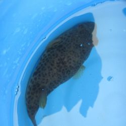 オリジナルメーカー海づり公園(市原市海づり施設) 釣果