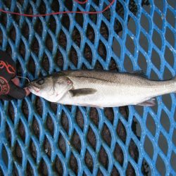 オリジナルメーカー海づり公園(市原市海づり施設) 釣果