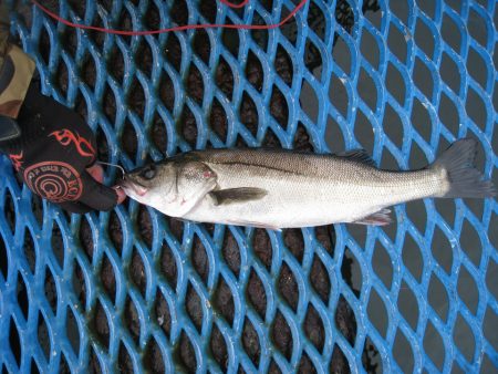 オリジナルメーカー海づり公園(市原市海づり施設) 釣果