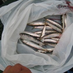 オリジナルメーカー海づり公園(市原市海づり施設) 釣果