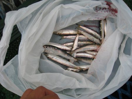 オリジナルメーカー海づり公園(市原市海づり施設) 釣果