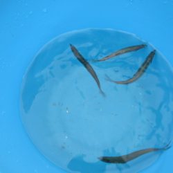 オリジナルメーカー海づり公園(市原市海づり施設) 釣果