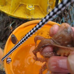 オリジナルメーカー海づり公園(市原市海づり施設) 釣果