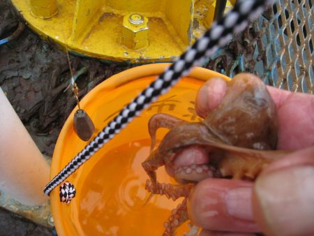 オリジナルメーカー海づり公園(市原市海づり施設) 釣果