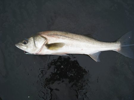 オリジナルメーカー海づり公園(市原市海づり…