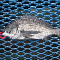 オリジナルメーカー海づり公園(市原市海づり施設) 釣果