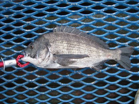 オリジナルメーカー海づり公園(市原市海づり施設) 釣果