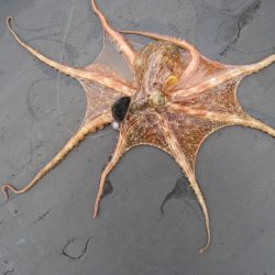 オリジナルメーカー海づり公園(市原市海づり施設) 釣果