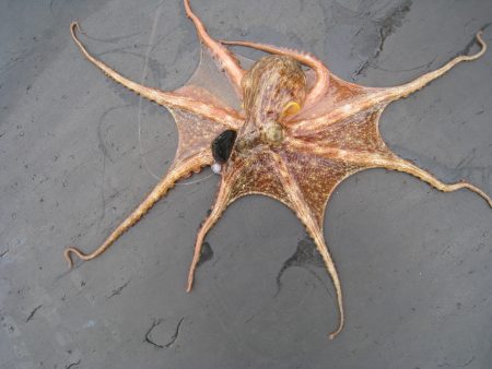 オリジナルメーカー海づり公園(市原市海づり施設) 釣果