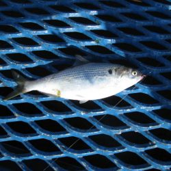 オリジナルメーカー海づり公園(市原市海づり施設) 釣果