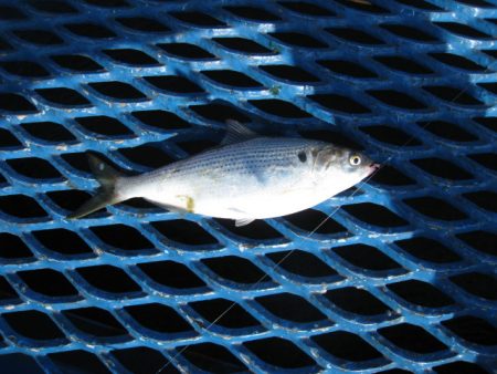 オリジナルメーカー海づり公園(市原市海づり施設) 釣果