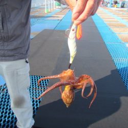 オリジナルメーカー海づり公園(市原市海づり施設) 釣果