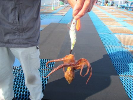オリジナルメーカー海づり公園(市原市海づり施設) 釣果