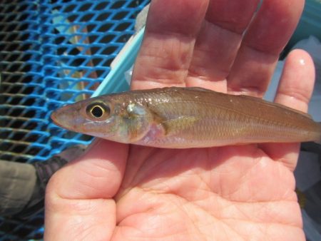 オリジナルメーカー海づり公園(市原市海づり施設) 釣果