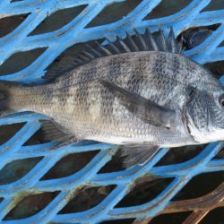 オリジナルメーカー海づり公園(市原市海づり施設) 釣果