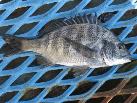 オリジナルメーカー海づり公園(市原市海づり施設) 釣果