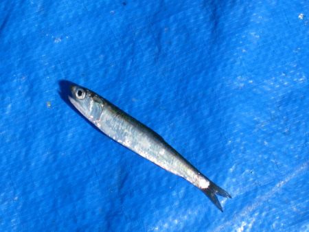 オリジナルメーカー海づり公園(市原市海づり施設) 釣果