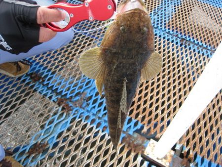 オリジナルメーカー海づり公園(市原市海づり施設) 釣果