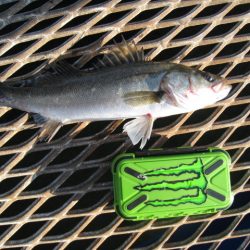 オリジナルメーカー海づり公園(市原市海づり施設) 釣果