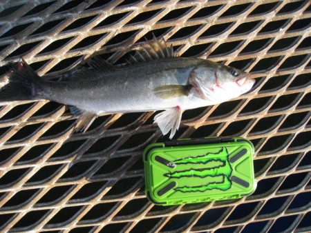 オリジナルメーカー海づり公園(市原市海づり施設) 釣果