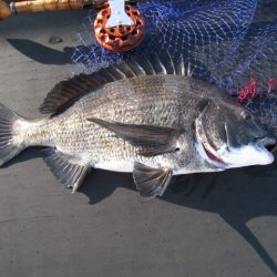 オリジナルメーカー海づり公園(市原市海づり施設) 釣果