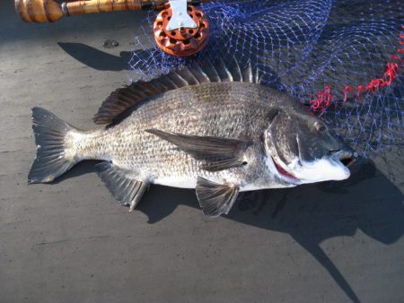 オリジナルメーカー海づり公園(市原市海づり施設) 釣果