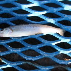 オリジナルメーカー海づり公園(市原市海づり施設) 釣果