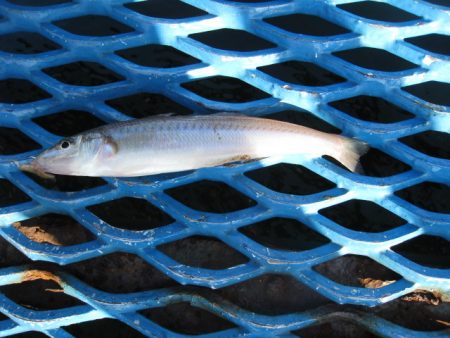 オリジナルメーカー海づり公園(市原市海づり施設) 釣果