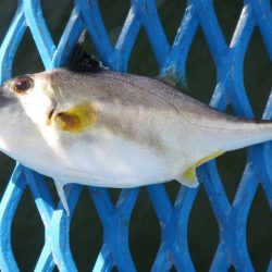 オリジナルメーカー海づり公園(市原市海づり施設) 釣果