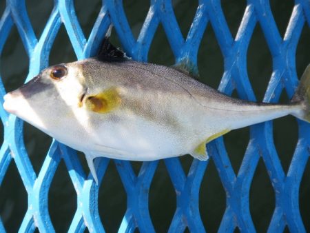 オリジナルメーカー海づり公園(市原市海づり施設) 釣果