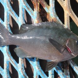 オリジナルメーカー海づり公園(市原市海づり施設) 釣果