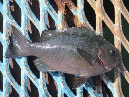 オリジナルメーカー海づり公園(市原市海づり施設) 釣果