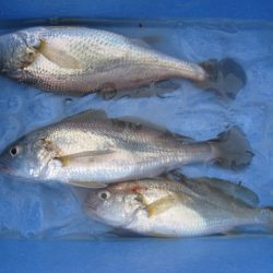 オリジナルメーカー海づり公園(市原市海づり施設) 釣果