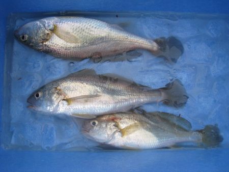 オリジナルメーカー海づり公園(市原市海づり施設) 釣果