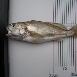 オリジナルメーカー海づり公園(市原市海づり施設) 釣果