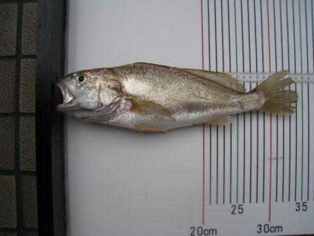 オリジナルメーカー海づり公園(市原市海づり施設) 釣果